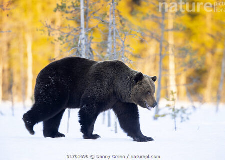 خرس قهوه ای با نام علمی(Ursus arctos) در حال قدم زدن در جنگل فنلاند…14آوریل