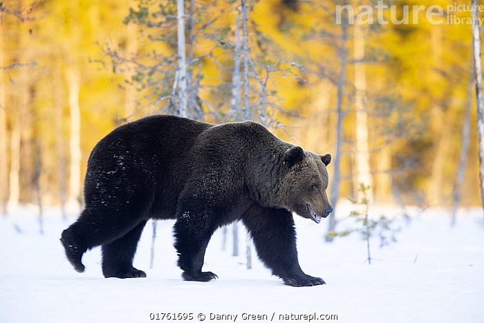 خرس قهوه ای با نام علمی(Ursus arctos) در حال قدم زدن در جنگل فنلاند…14آوریل
