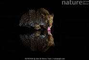 پلنگ ماده (Panthera pardus) در حال نوشیدن آب در شب، منطقه حفاظت‌شده خصوصی زیمانگا، کوازولو-ناتال، آفریقای جنوبی