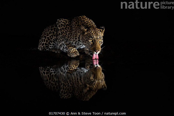 پلنگ ماده (Panthera pardus) در حال نوشیدن آب در شب، منطقه حفاظت‌شده خصوصی زیمانگا، کوازولو-ناتال، آفریقای جنوبی