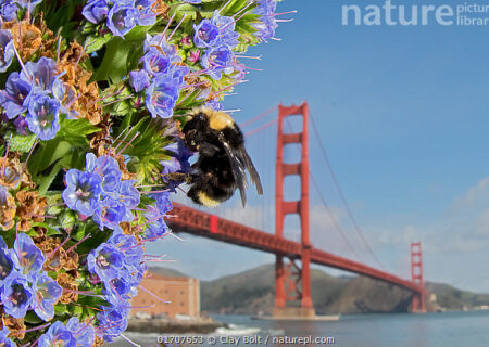 زنبور عسل ووسنسنسی (Bombus vosnesenskii) و پل گلدن گیت، سانفرانسیسکو، کالیفرنیا، ایالات متحده آمریکا. در بخش حیات وحش شهری مسابقه عکاس حیات وحش سال ۲۰۲۲ بسیار مورد تقدیر قرار گرفت.