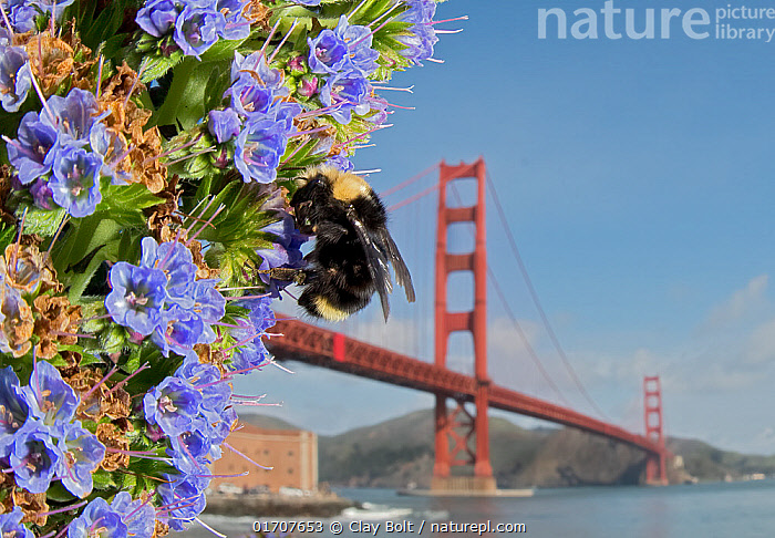زنبور عسل ووسنسنسی (Bombus vosnesenskii) و پل گلدن گیت، سانفرانسیسکو، کالیفرنیا، ایالات متحده آمریکا. در بخش حیات وحش شهری مسابقه عکاس حیات وحش سال ۲۰۲۲ بسیار مورد تقدیر قرار گرفت.