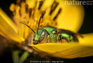 زنبور عسل…نام علمی (Augochloropsis metallica) در حال استراحت روی یک گل، چیاپاس، مکزیک
