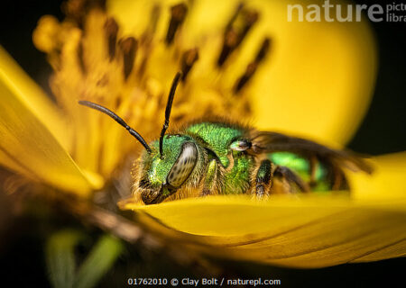 زنبور عسل…نام علمی (Augochloropsis metallica) در حال استراحت روی یک گل، چیاپاس، مکزیک