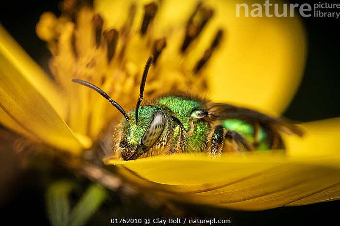 زنبور عسل…نام علمی (Augochloropsis metallica) در حال استراحت روی یک گل، چیاپاس، مکزیک