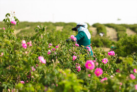 کاشان؛ غرق در عطر گل و گلاب