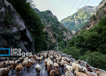 «جاده چالوس»؛ گذرگاه بهاری عشایر