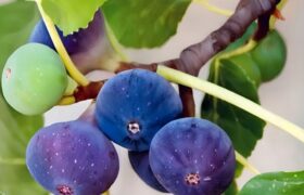 درختان انجیری که با تبدیل دی‌اکسیدکربن به سنگ، ناجی زمین می‌شوند