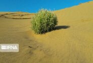 همکاری ایران و سازمان ملل؛ تمرکز بر بیابان‌زدایی و مقابله با گرد و غبار