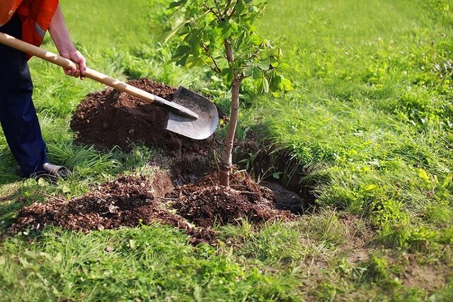 چرا طرح کاشت یک میلیارد درخت اجرا می‌شود؟