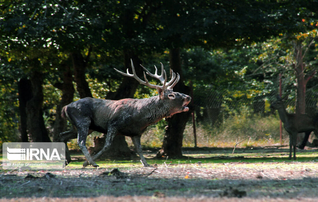 فرمانده یگان حفاظت محیط زیست خبر داد؛ ورود تورهای گردشگری به زیستگاه مرال‌ها در فصل گاوبانگی ممنوع است