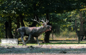 فرمانده یگان حفاظت محیط زیست خبر داد؛ ورود تورهای گردشگری به زیستگاه مرال‌ها در فصل گاوبانگی ممنوع است