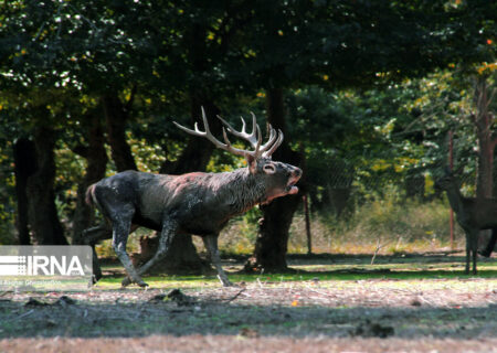 فرمانده یگان حفاظت محیط زیست خبر داد؛ ورود تورهای گردشگری به زیستگاه مرال‌ها در فصل گاوبانگی ممنوع است