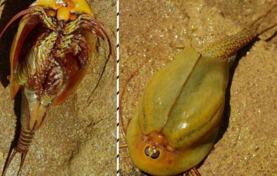 «میگوی سر وزغی» معروف به فسیل زنده در زیستگاه طبیعی اردستان مشاهده شد + فیلم