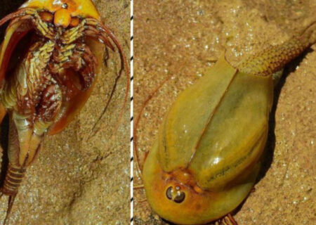 «میگوی سر وزغی» معروف به فسیل زنده در زیستگاه طبیعی اردستان مشاهده شد + فیلم