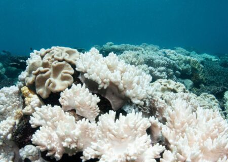 وضعیت مناسب آبسنگ‌های مرجانی جزیره سیری/لنگراندازی شناورهای صیادی تهدیدی جدی