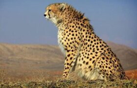 حضور ۲ قلاده یوزپلنگ آسیایی در جوین ثبت شد