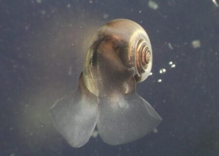 پلانکتون‌های آهکی‌ساز؛ قهرمانان نادیده گرفته‌ مبارزه با تغییرات اقلیمی