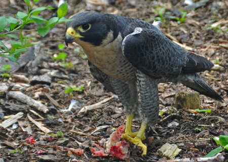 تلاش‌های ایران برای جلوگیری از تغییر وضعیت گونه‌ای شاهین در کنوانسیون سایتیس