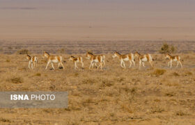 از گور برخاسته؛ نجات گورخر ایرانی در کویر سوزان