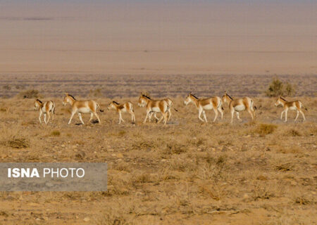 از گور برخاسته؛ نجات گورخر ایرانی در کویر سوزان