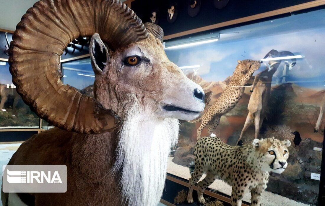 به مناسبت روز جهانی موزهها؛ موزهها پیوند دهنده جهانی گسسته/ مکانی برای آموزش و تفریح